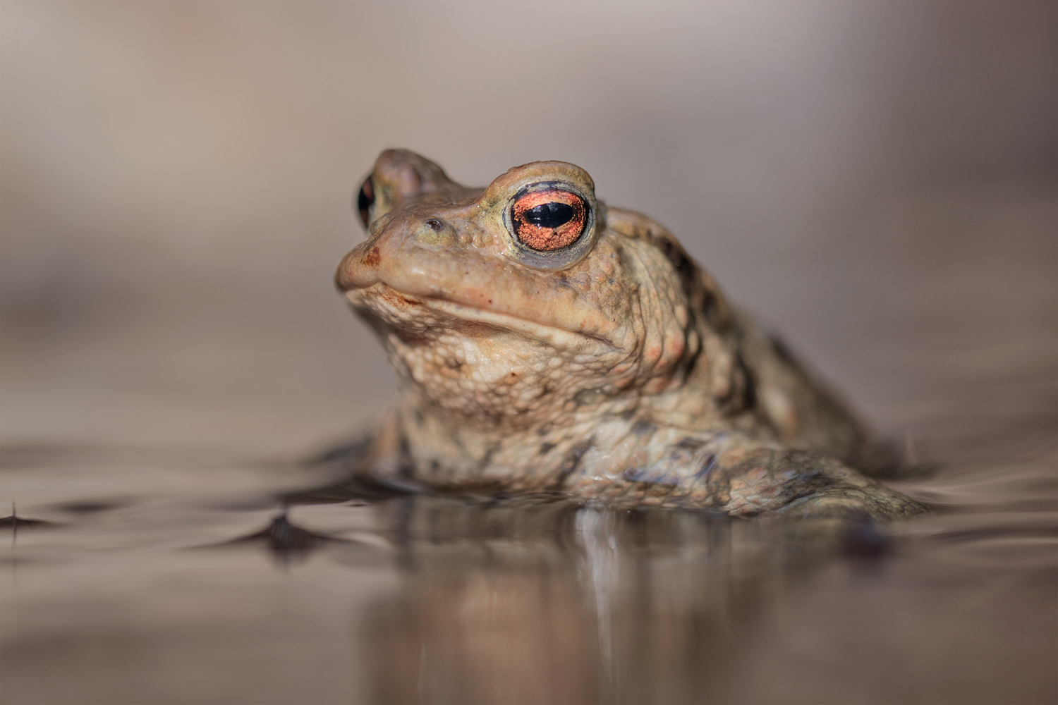Bufo Bufo 1