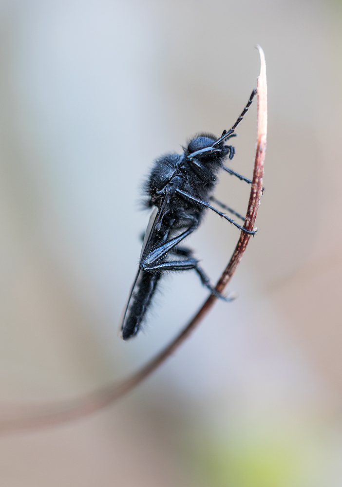 Märzfliege im Mai