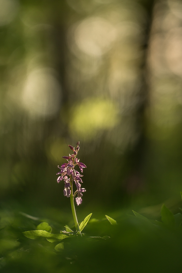 Orchideenzeit