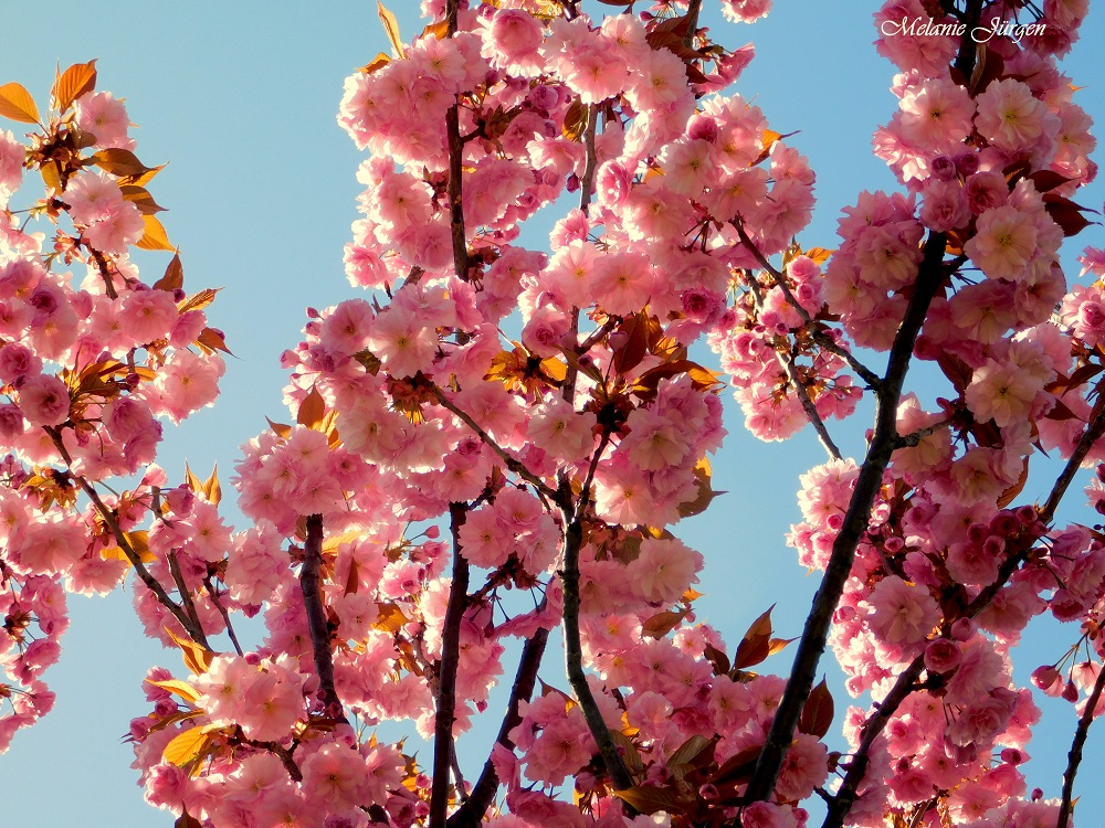 Japanische Kirschblüte