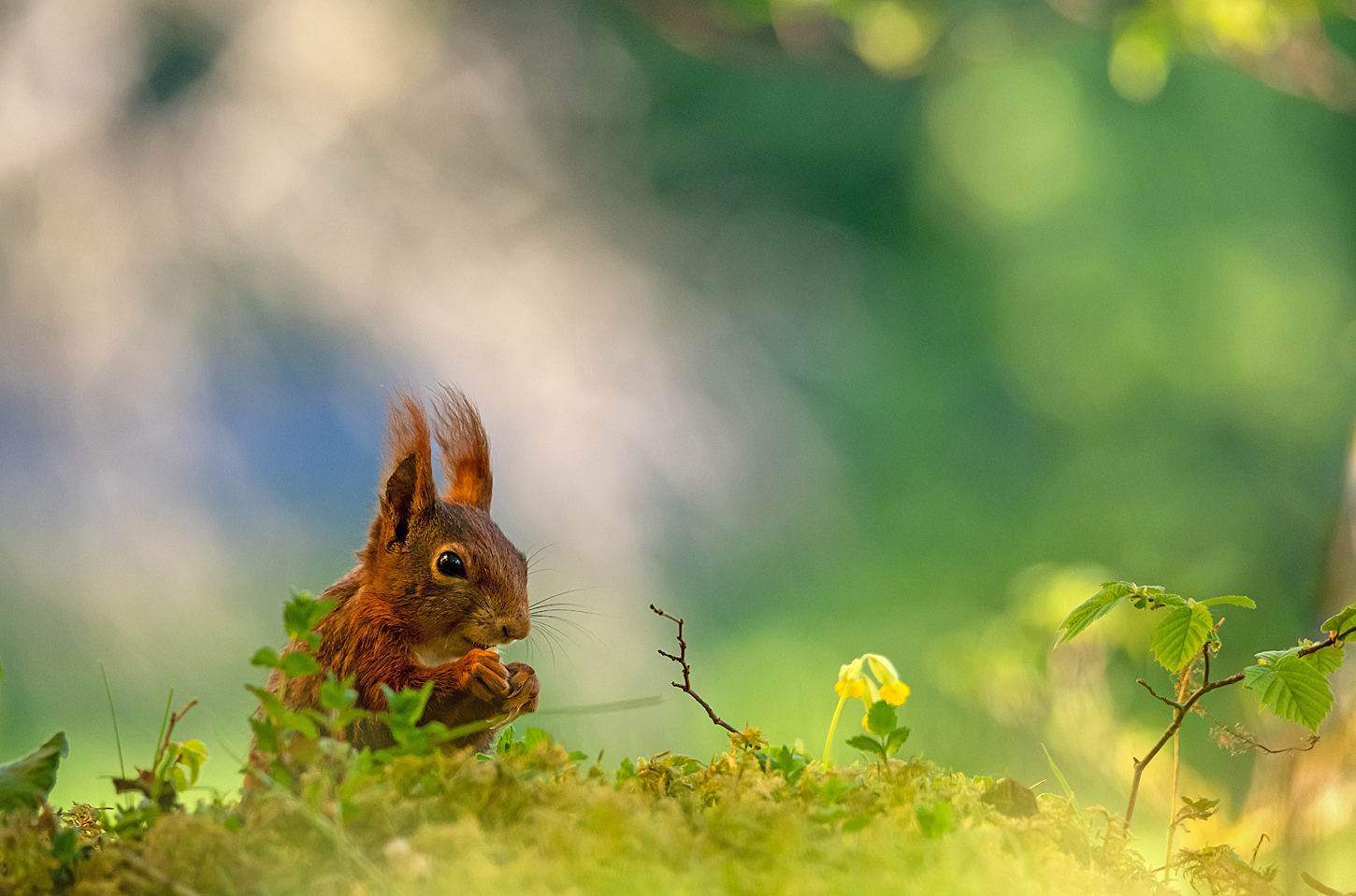 Frühlings-Hörnchen