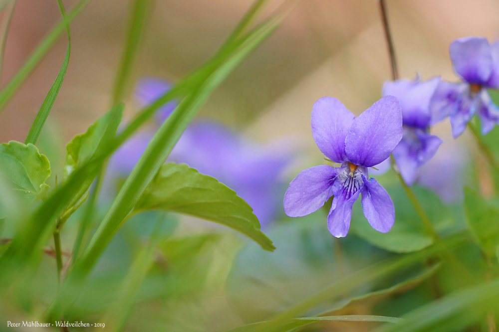 Waldveilchen