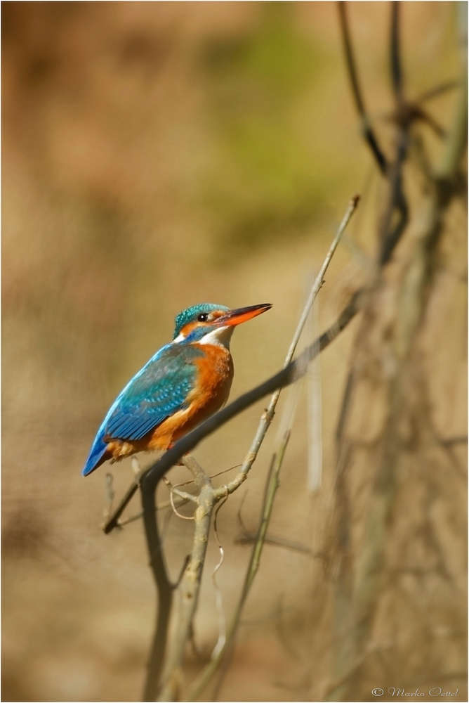 Eisvogel (Alcedo atthis)