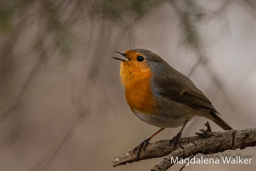 Rotkehlchen (Erithacus rubecula)