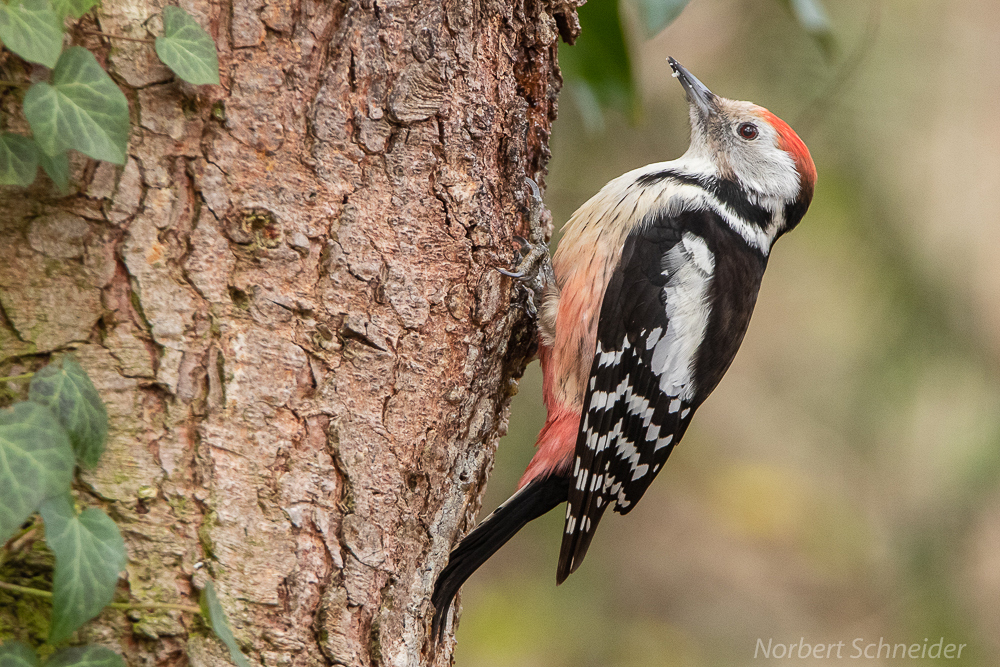 Mittelspecht,Dendrocopos medius