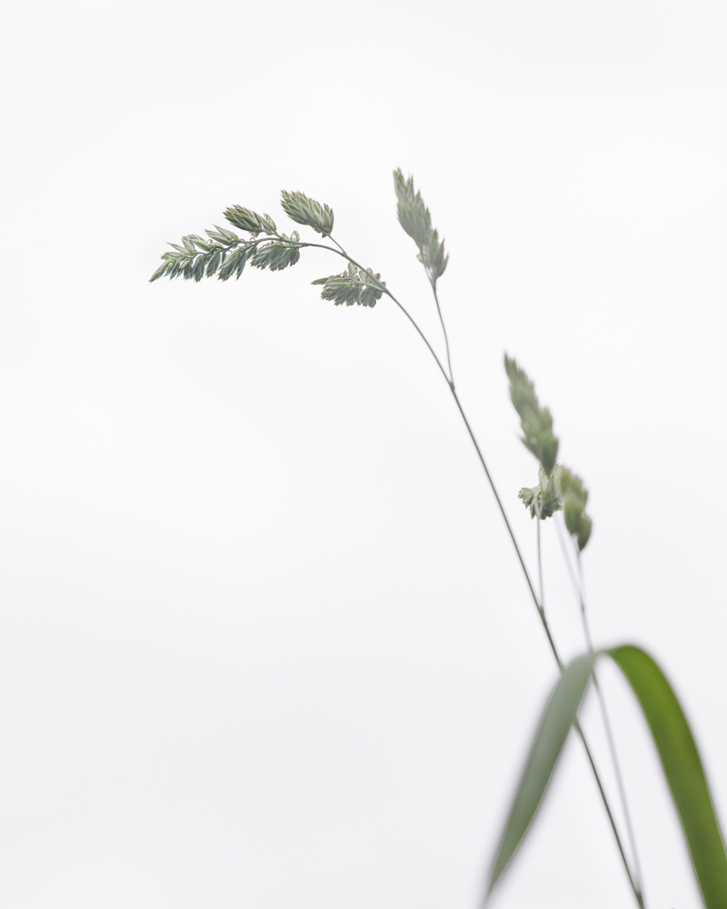 Gras