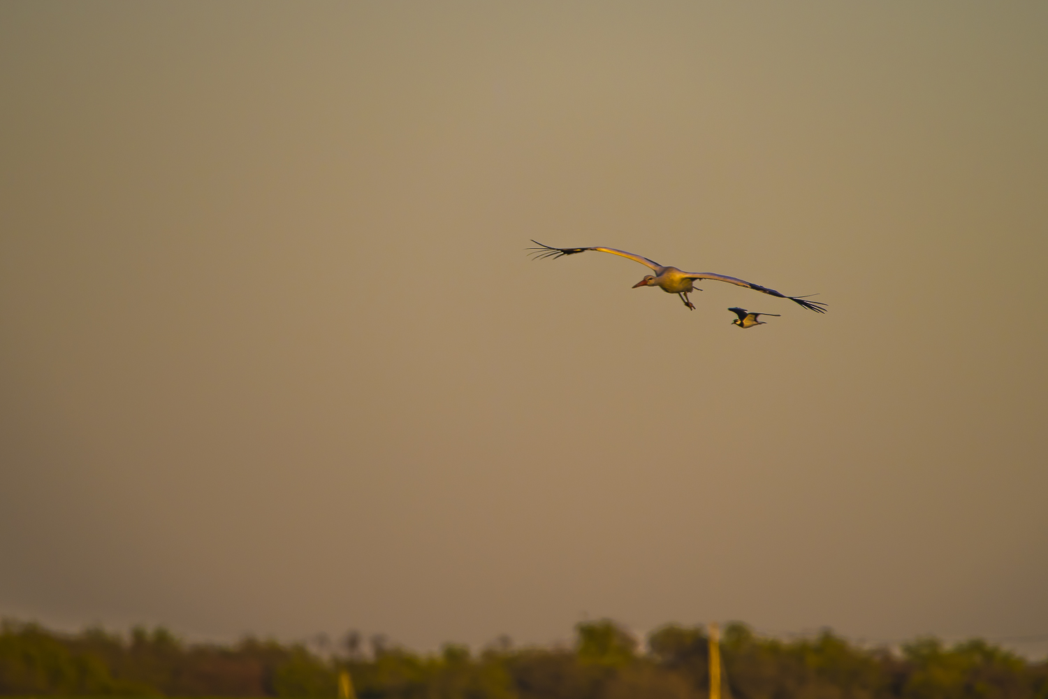 Storch mit Flügelmann