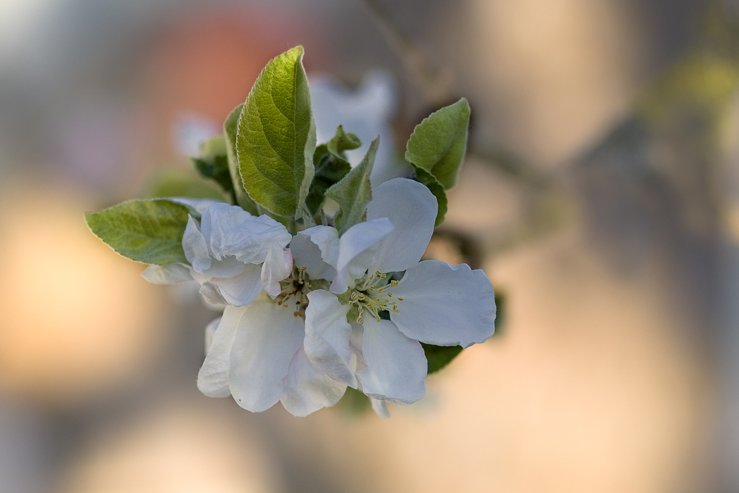 Apfelblüte