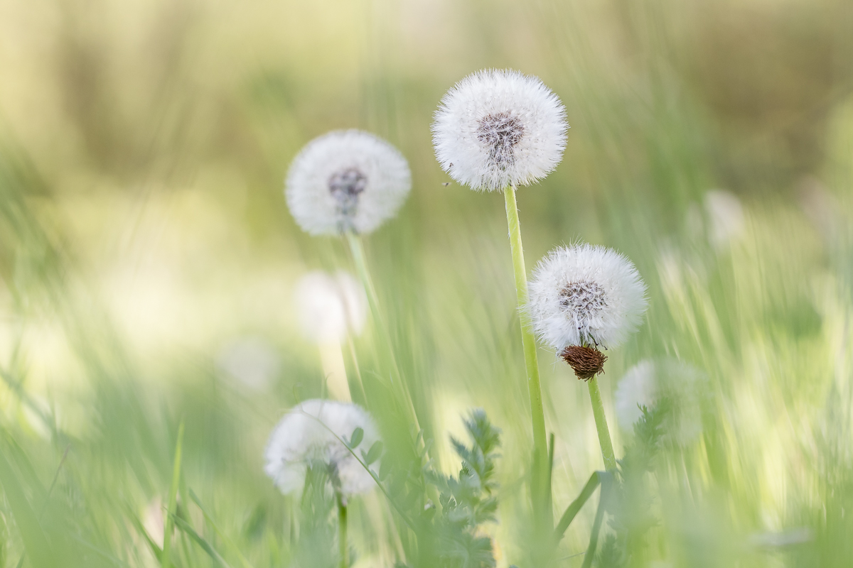 Pusteblumen