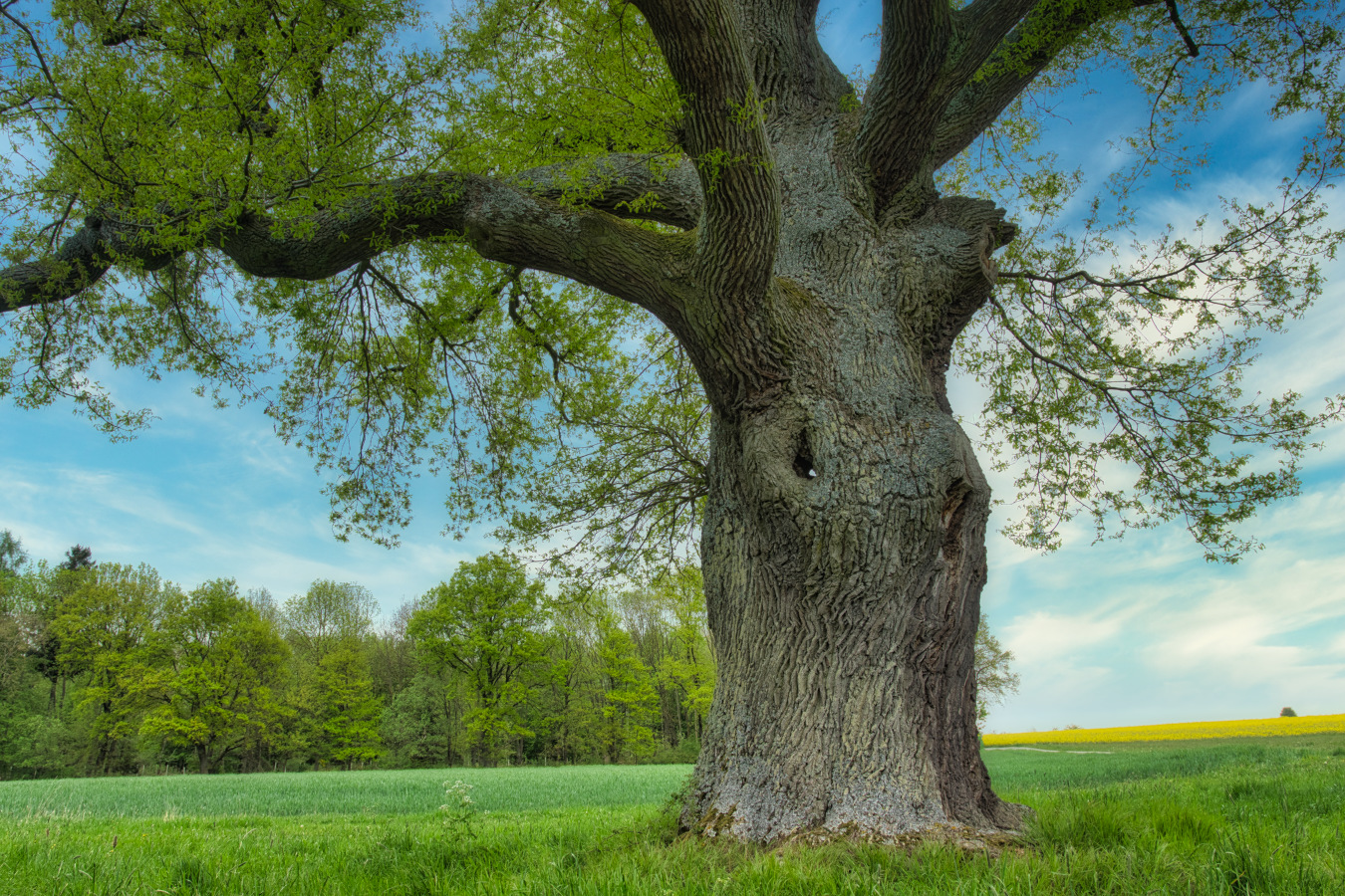 Meine Eiche im Frühlingsgewand