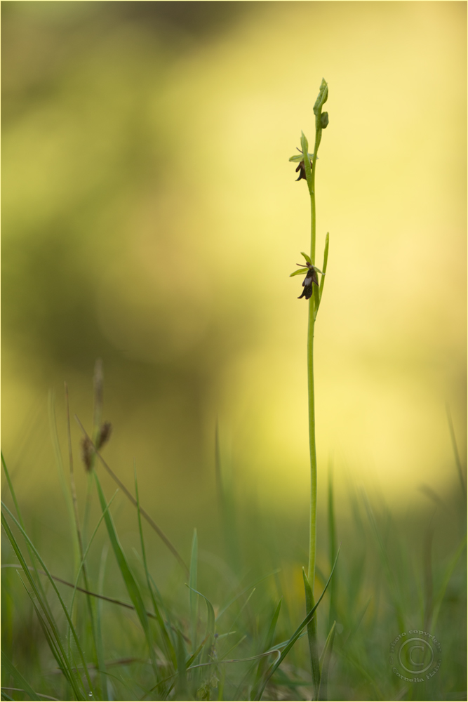 Fliegen-Ragwurz (Oprys insectifera)