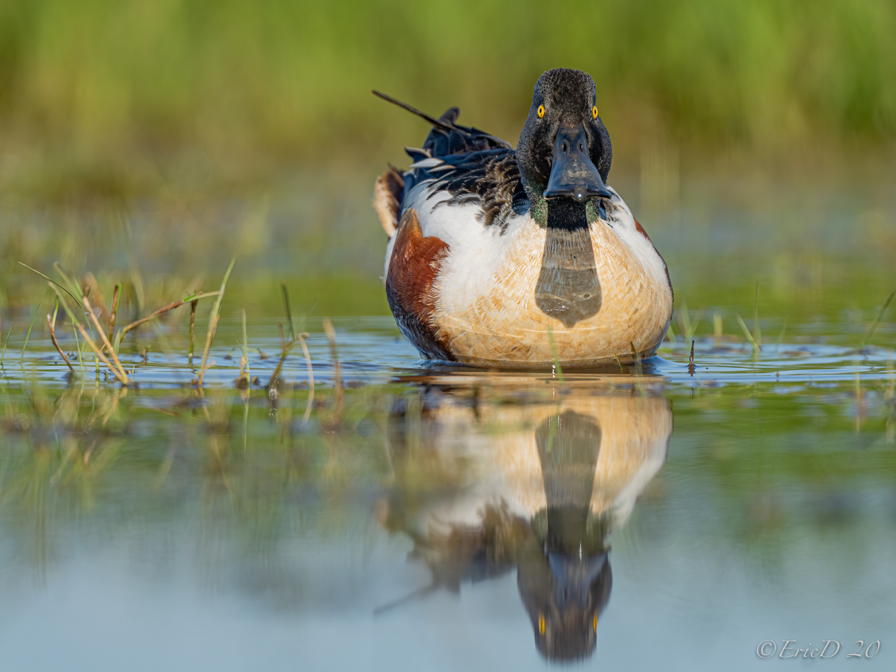 Wächter auf der (Feucht-) Wiese