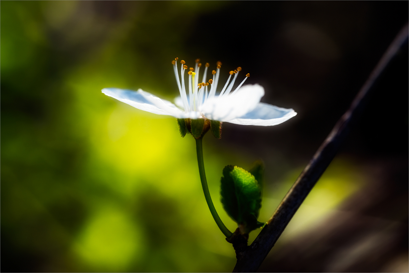 Blüte von der Wildpflaume