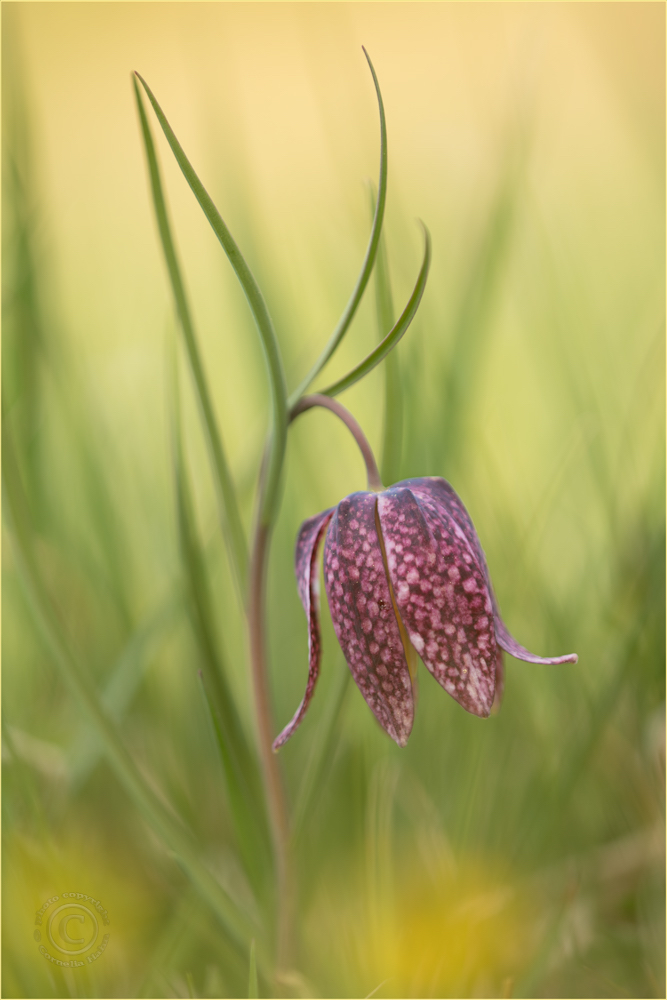 liliengewaechs (Forum für Naturfotografen)