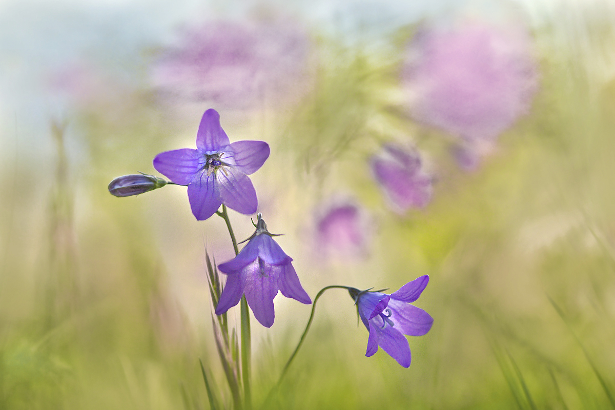 Wiesenglockenblumenstrauß ...,