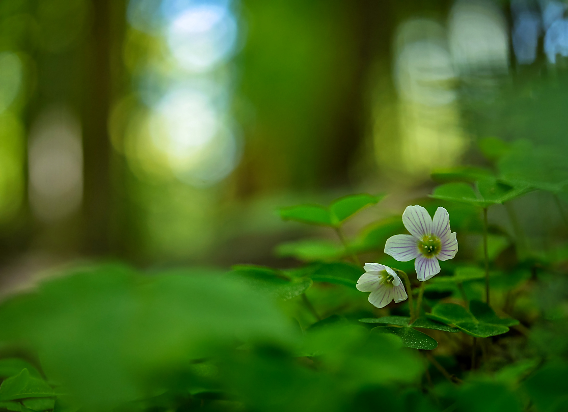 Waldsauerklee im tiefen Wald