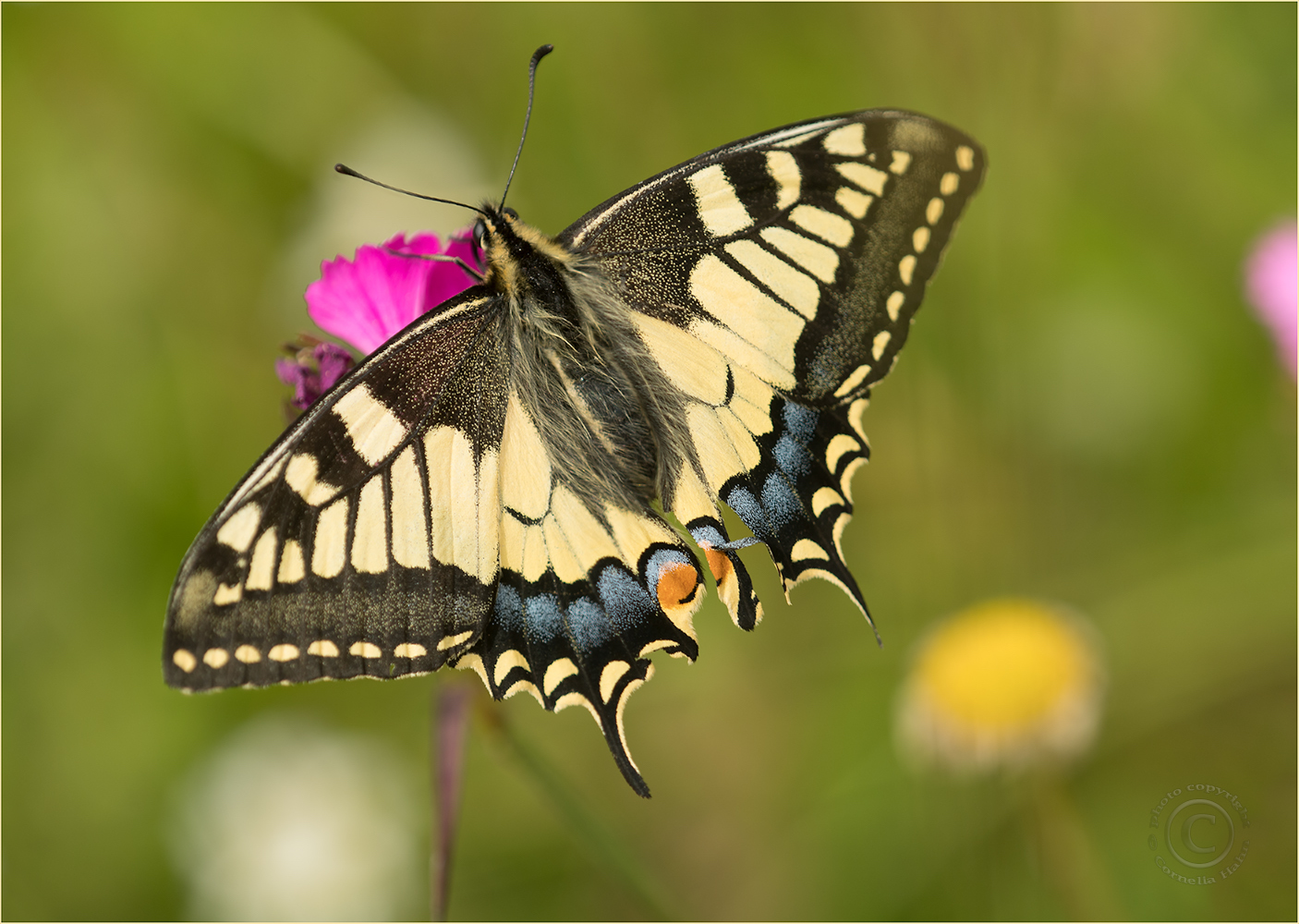 Schwalbenschwanz (Papilio machaon)