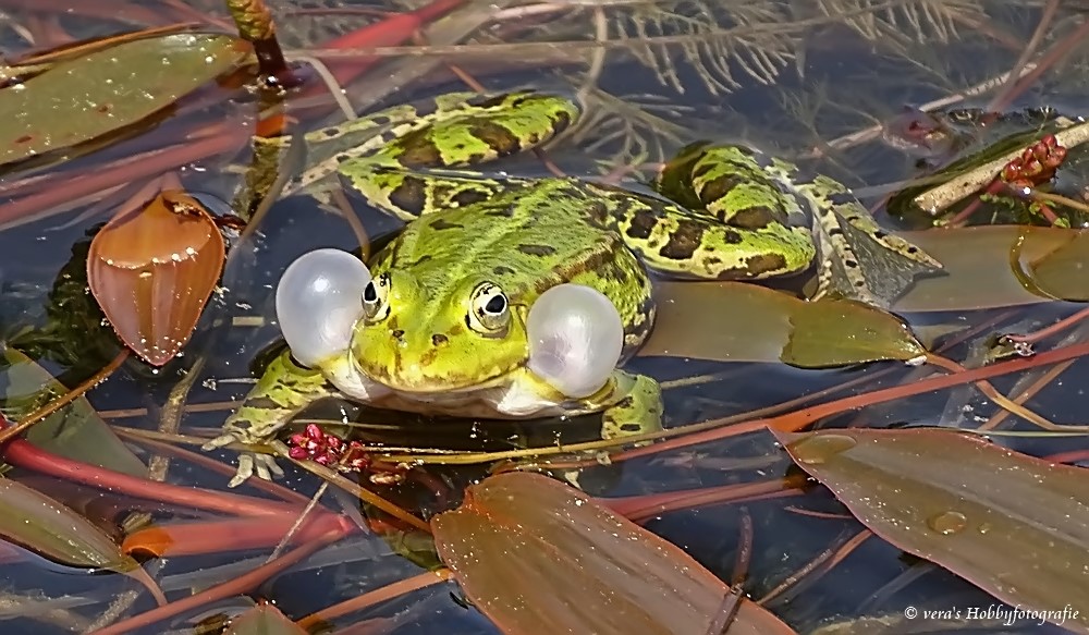 Teichfrosch