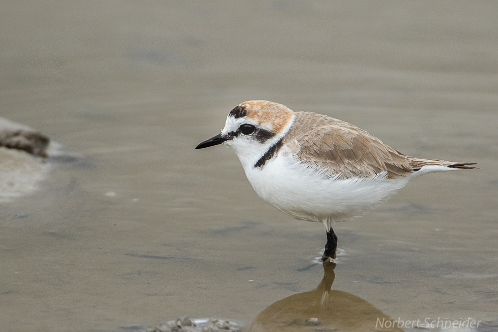 Seeregenpfeifer,Charadrius alexandrinus