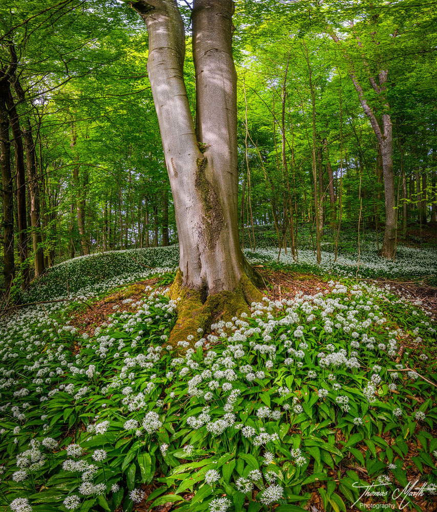 Bärlauchwald