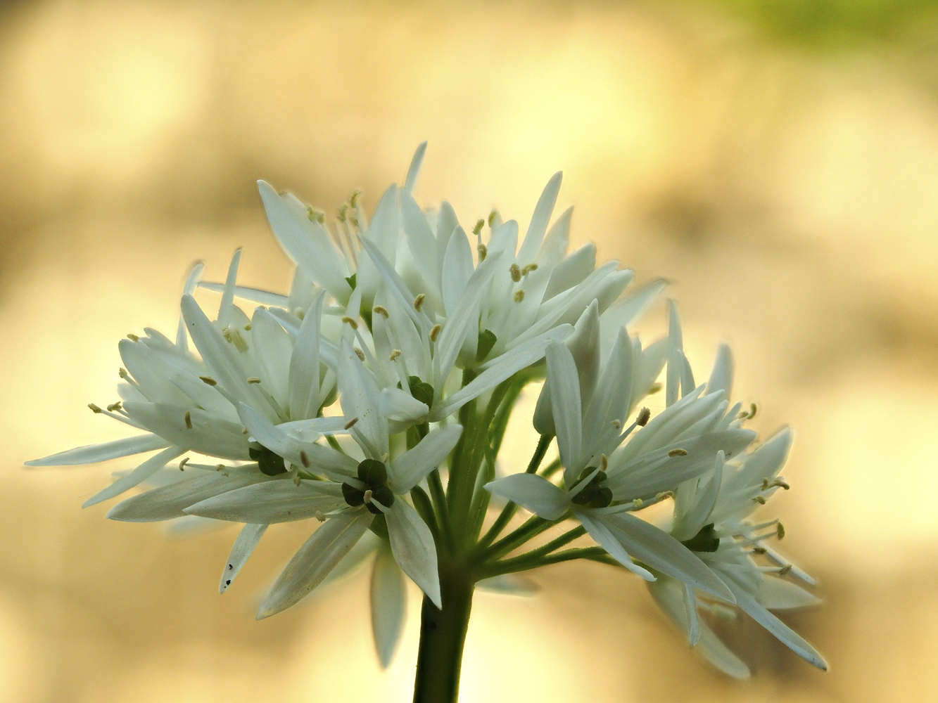 Bärlauchblüte am Morgen