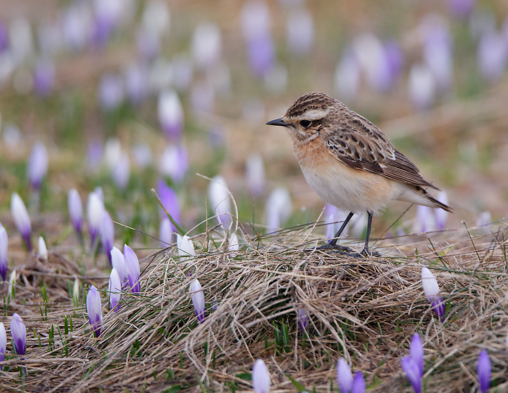Frühling in den Bergen