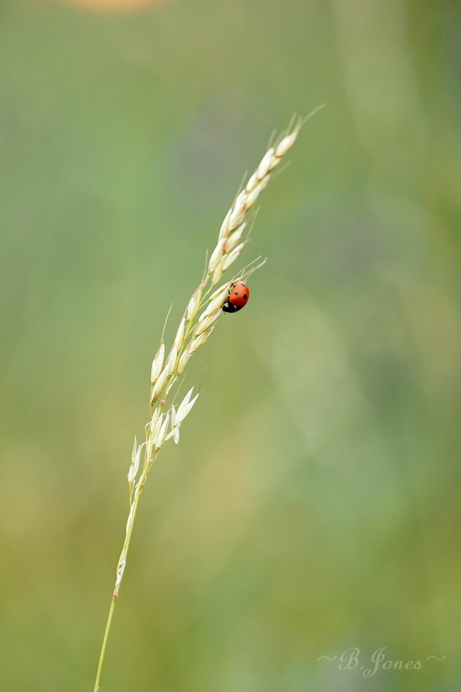 ein kleiner Käfer