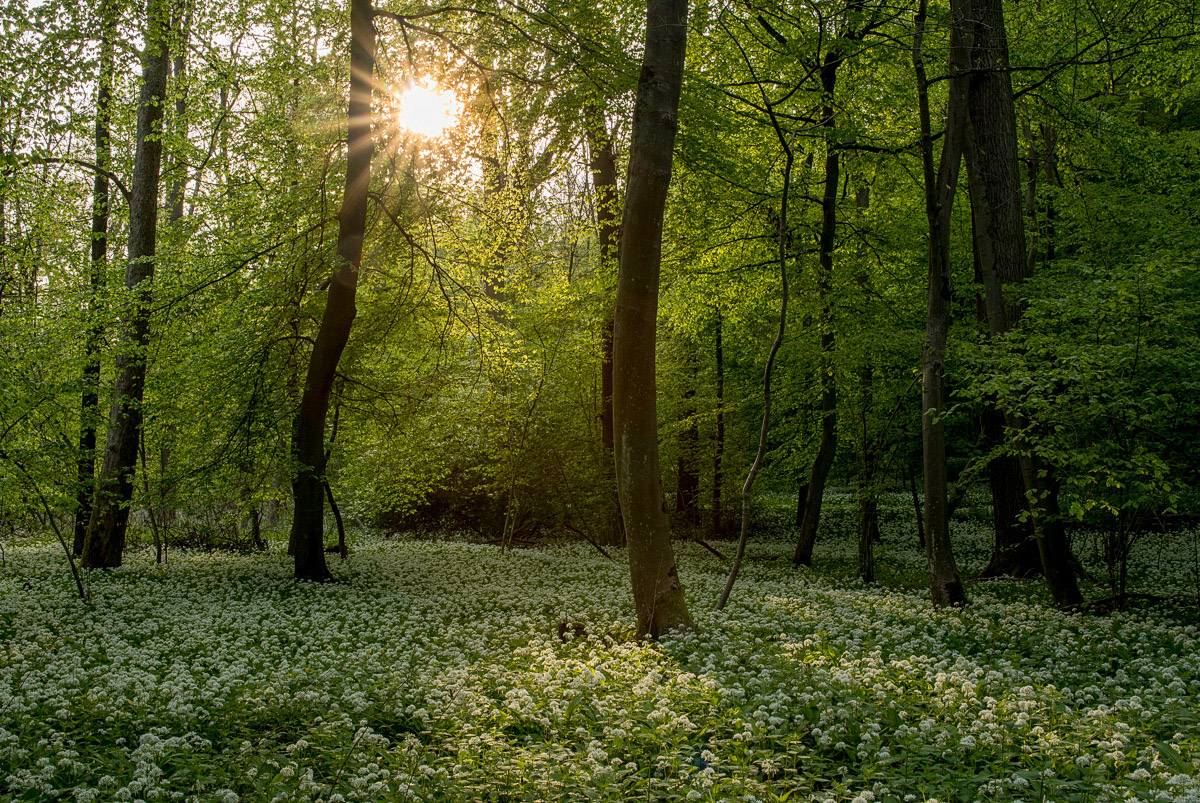 Im Bärlauchwald