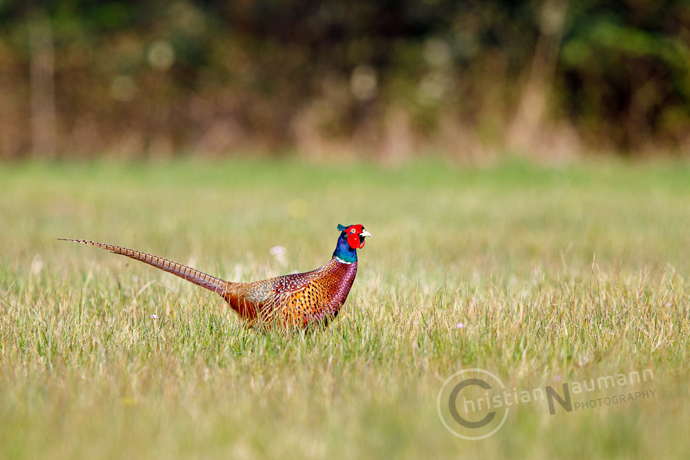 Fasan (Phasianus colchicus) / Jagdfasan