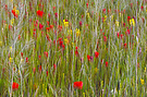 Mohn im Rapsfeld