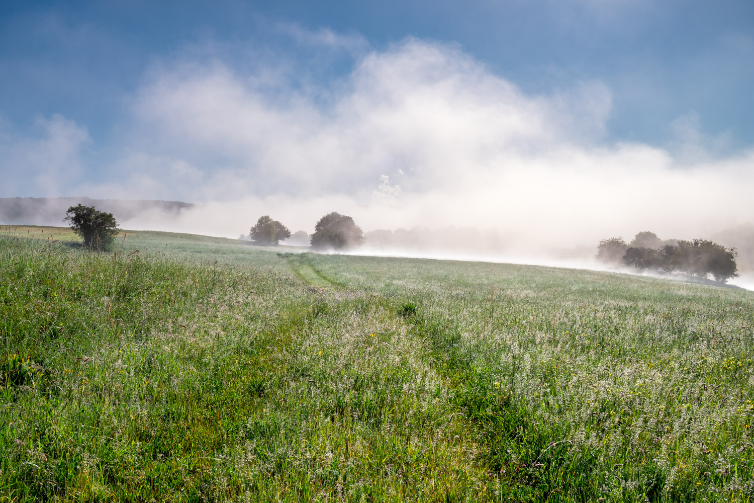 Nebel am Morgen