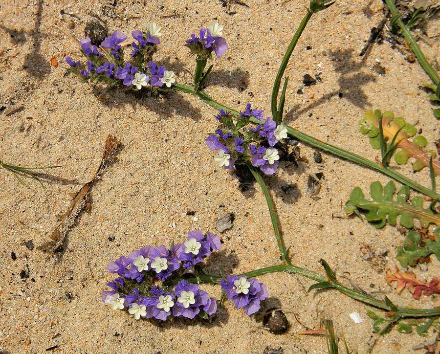 Geflügelter Strandflieder