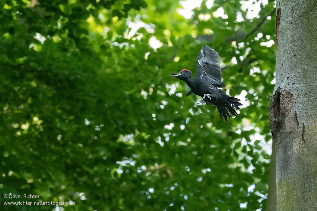 Ausflug des jungen Schwarzspechtes -