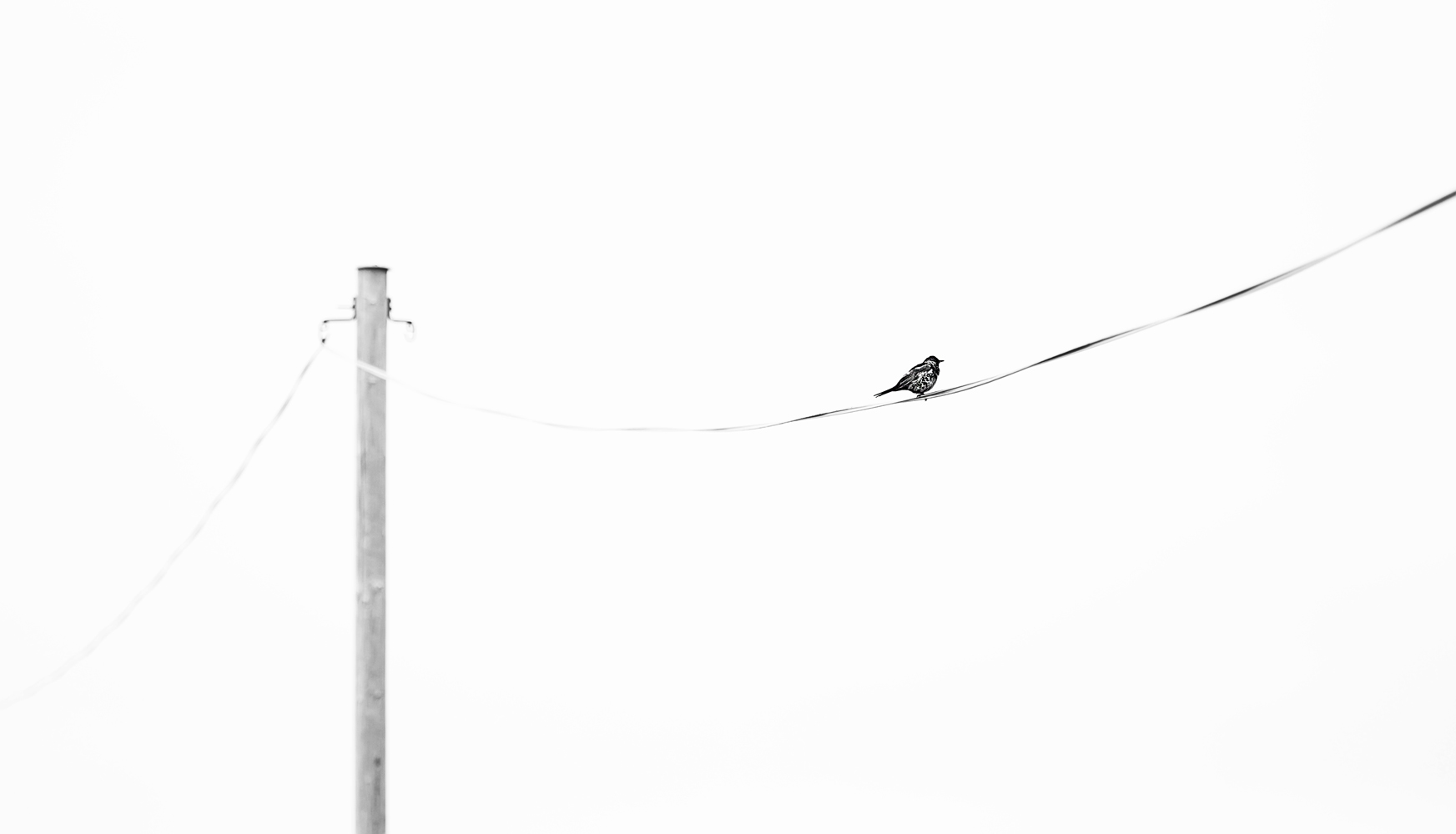 Bird on a wire