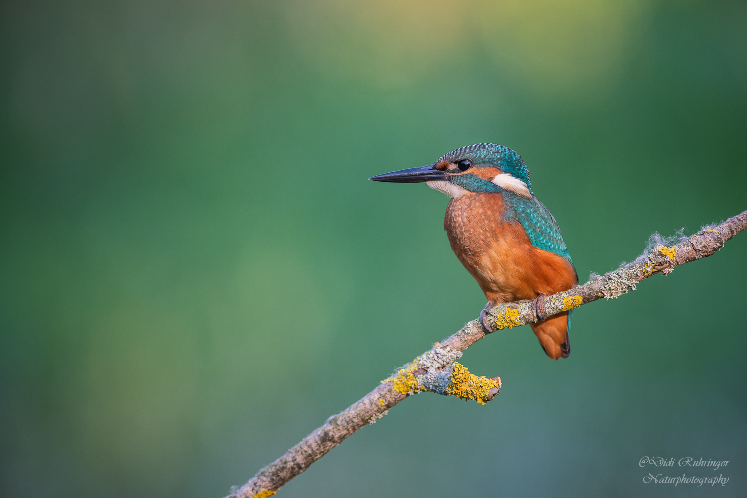 ~Eisvogel~