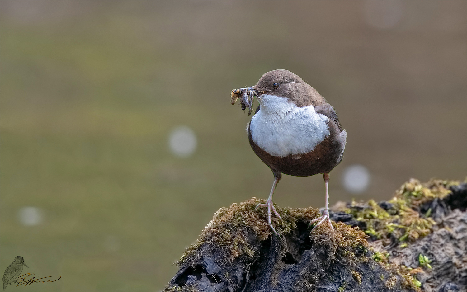 Wasseramsel