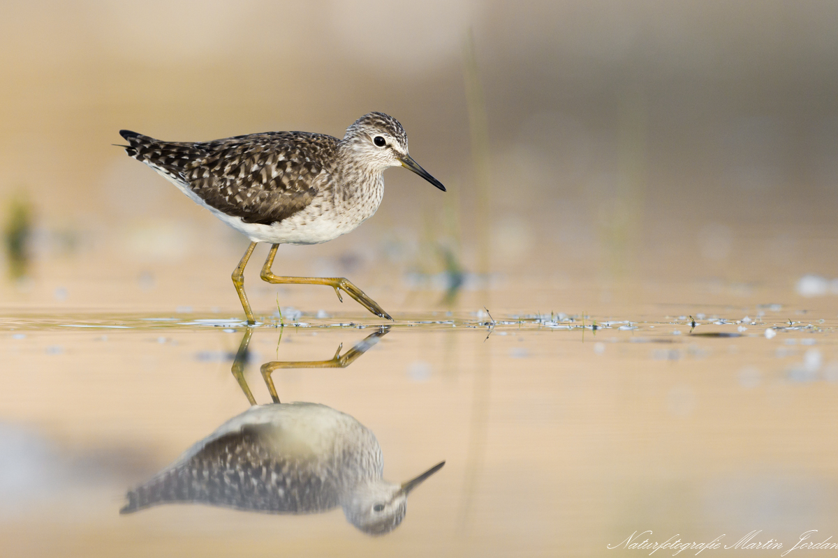 Bruchwasserläufer