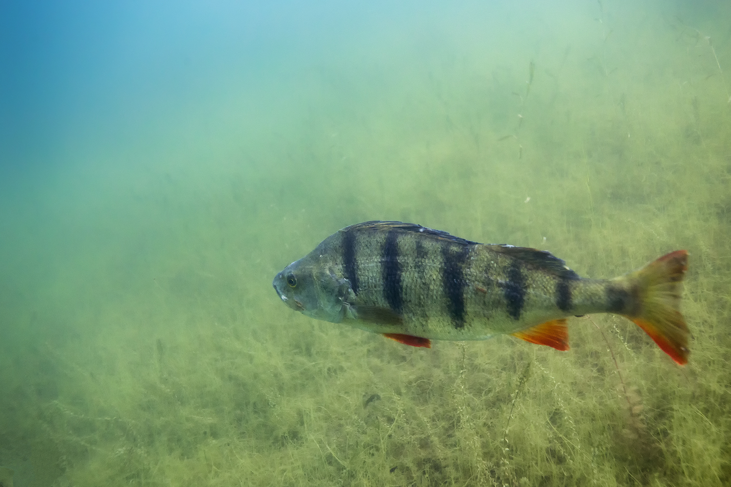 Der erste  Fisch des Jahres