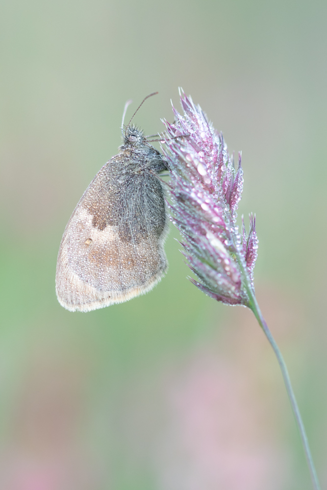 Wiesenvögelchen