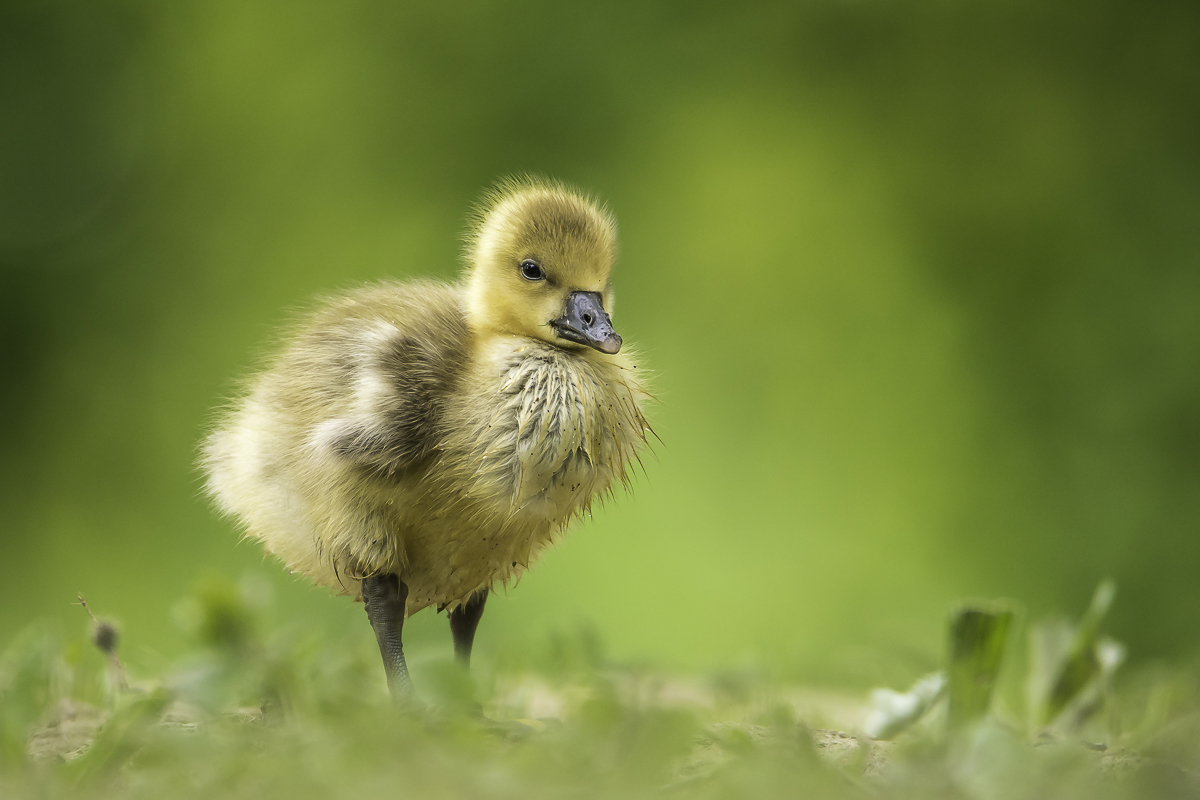 kleiner Dreckspatz