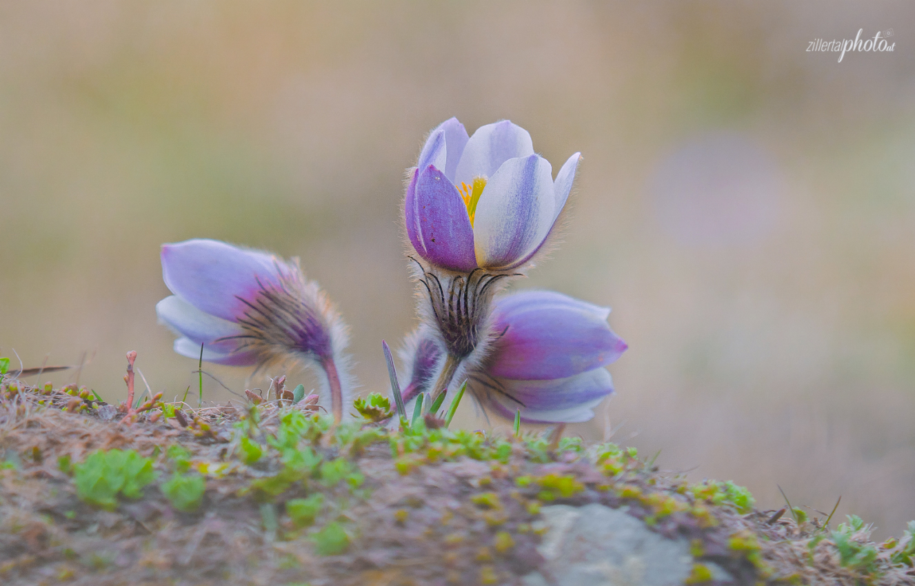 Pulsatilla Vernalis