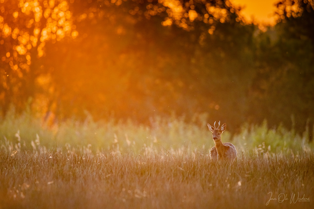 Bock im Abendlicht
