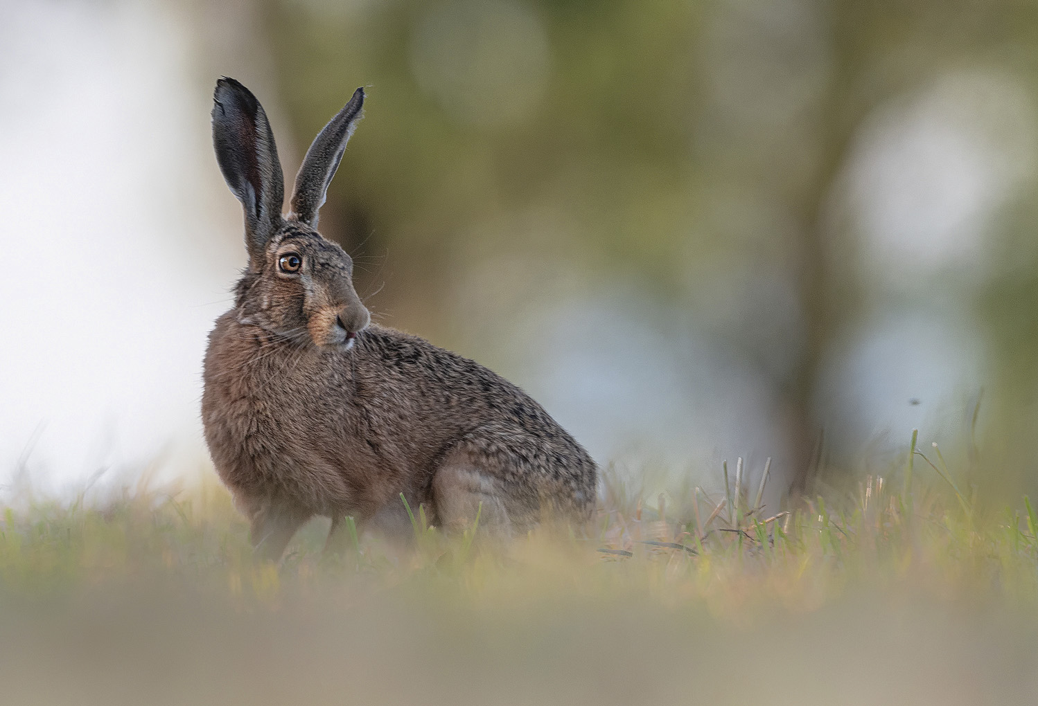 Hase im Abendlicht