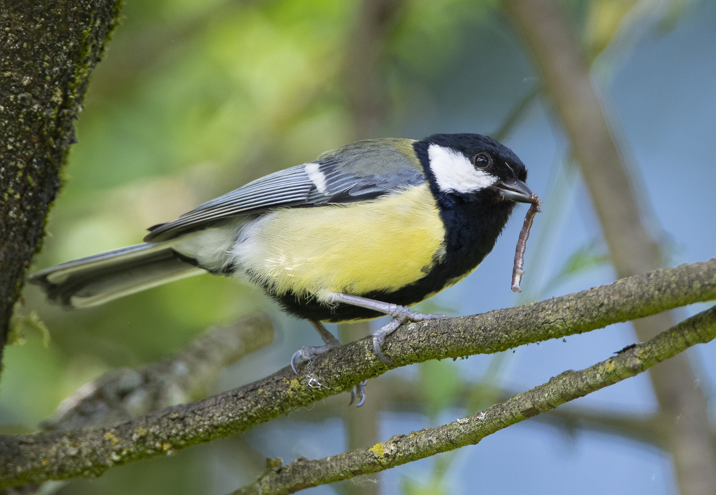 Raubtier im Garten