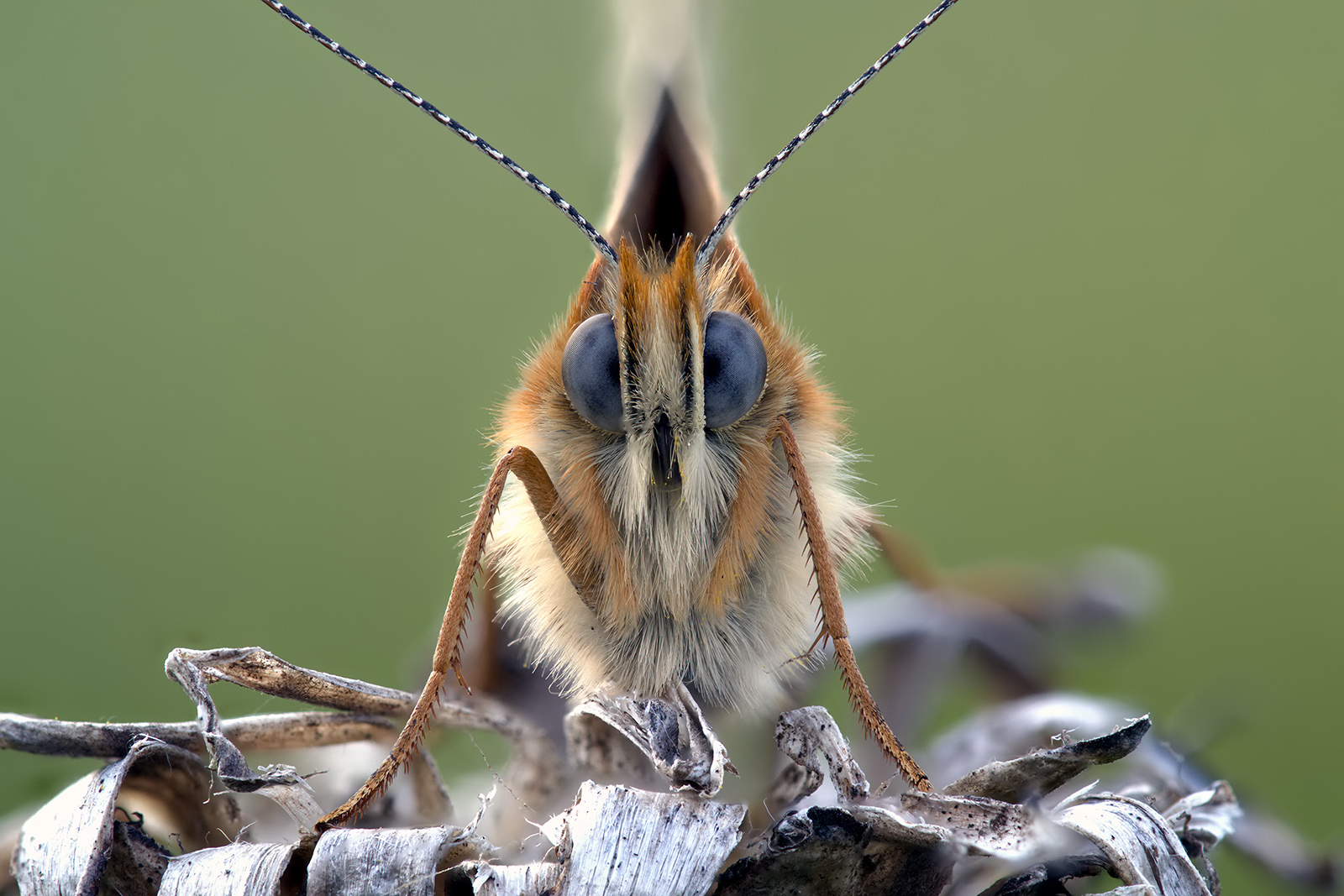 Scheckenfalter Close-Up