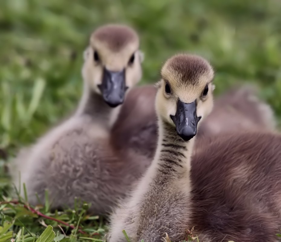 Doppelpack