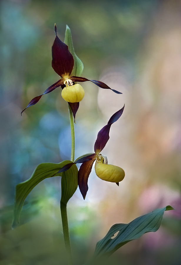 Die ersten Blüten ...,