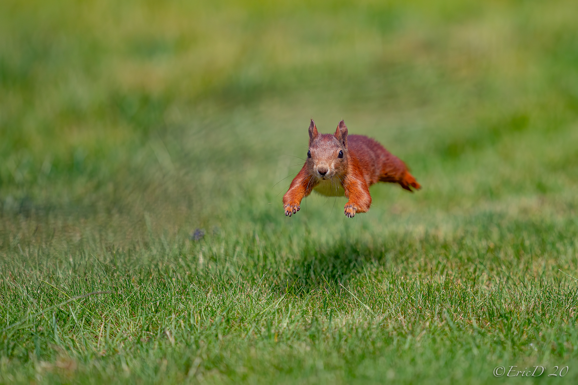 Flughörnchen (Forum für Naturfotografen)