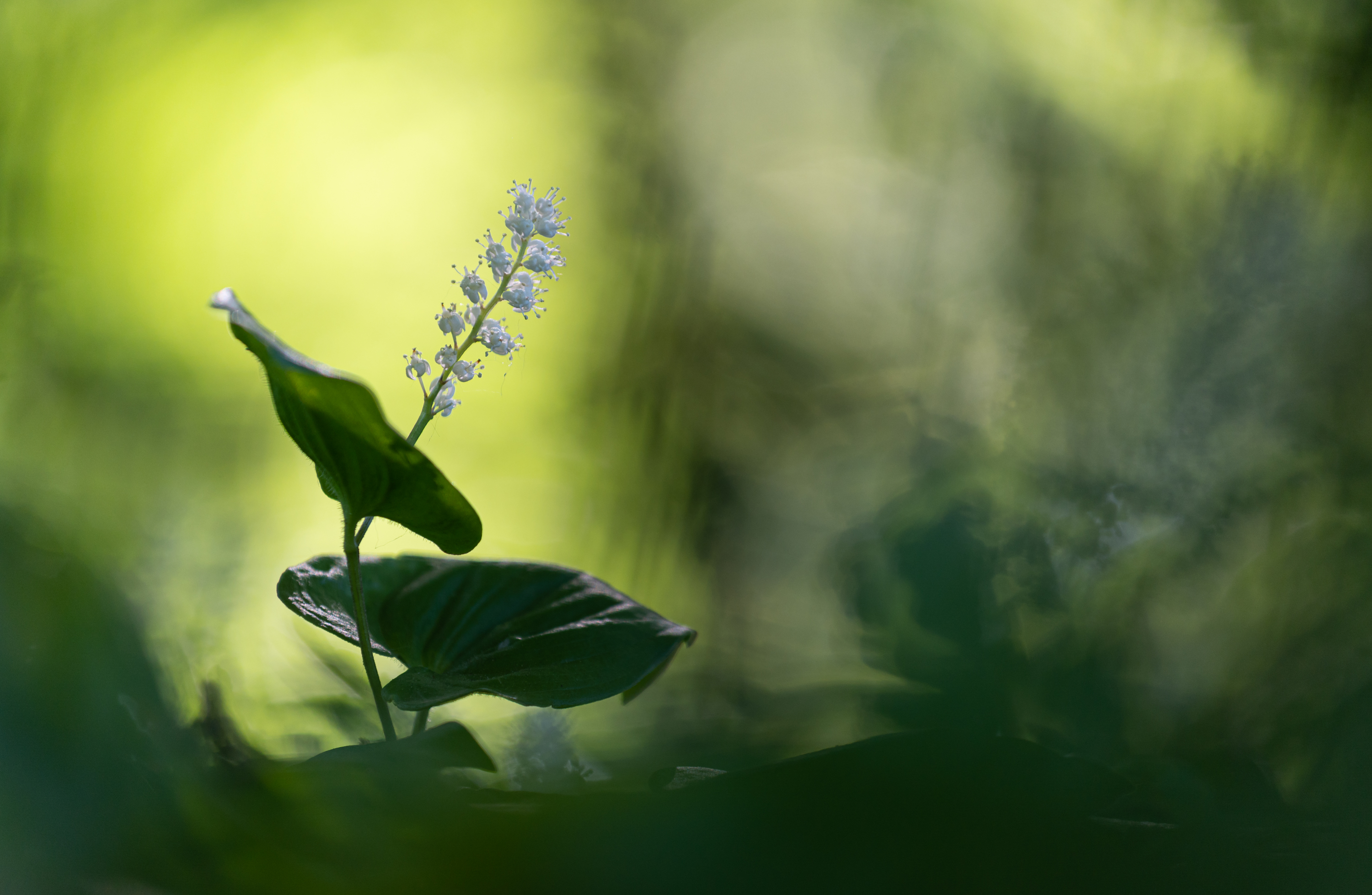 ______Schattenblume________________