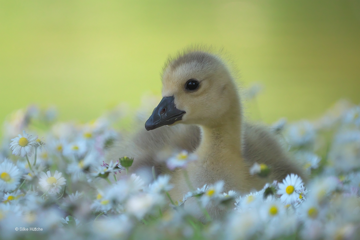 Gänsekind in Gänseblümchen